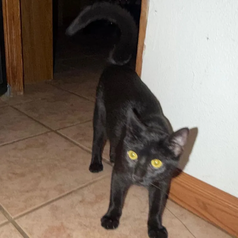 A baby medium-sized female Black Domestic Short Hair cat named Matty for adoption in Floresville, TX