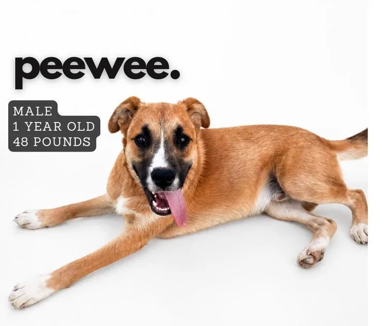 A young large-sized male Mixed Breed dog named Peewee for adoption in Ashland, KY