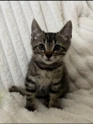 A baby medium-sized male Tabby (Brown / Chocolate) Tabby cat named Zeus for adoption in Mission Viejo, CA