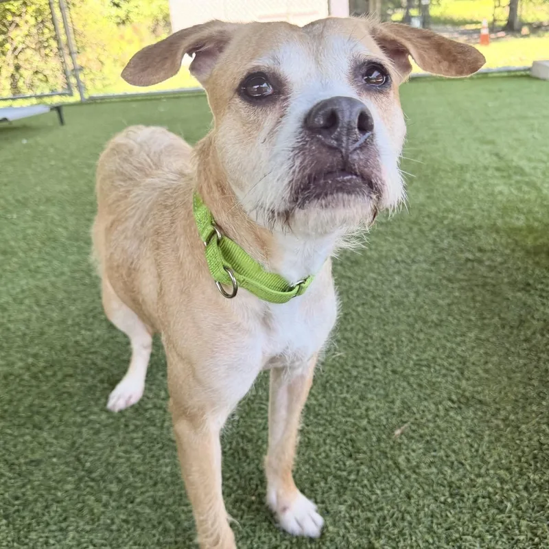 An adult medium-sized female Apricot / Beige Terrier dog named Brilla for adoption in Eatontown, NJ