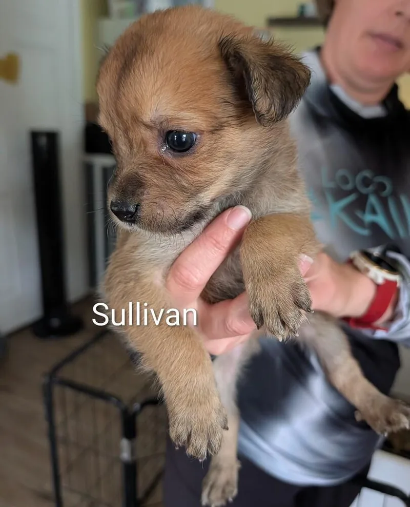 A baby small-sized male Tricolor (Brown, Black, & White) American Bulldog dog named Sullivan Selina for adoption in Lakeland, FL