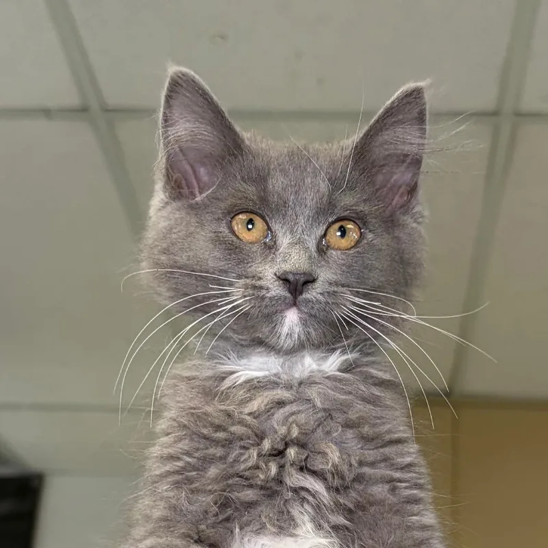 A baby small-sized female Gray / Blue / Silver Domestic Medium Hair cat named Ladybug for adoption in Santa Barbara, CA