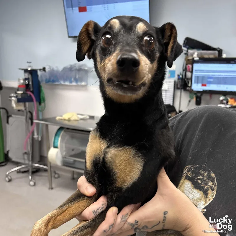 A senior small-sized male Miniature Pinscher dog named Bogart for adoption in Washington, DC