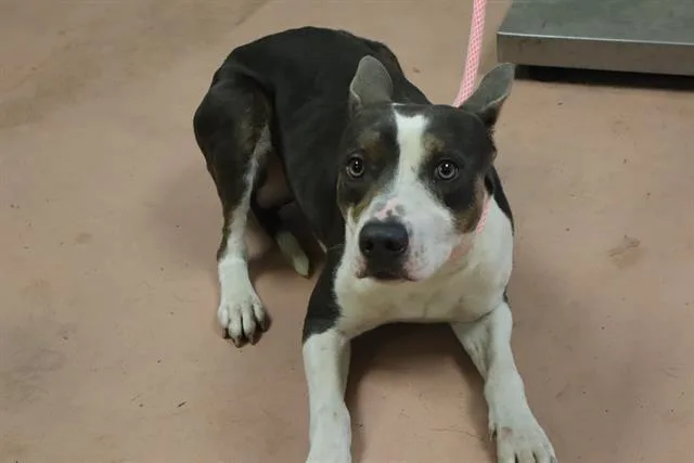 A young medium-sized male Mixed Breed dog named Skipper for adoption in Columbia, SC