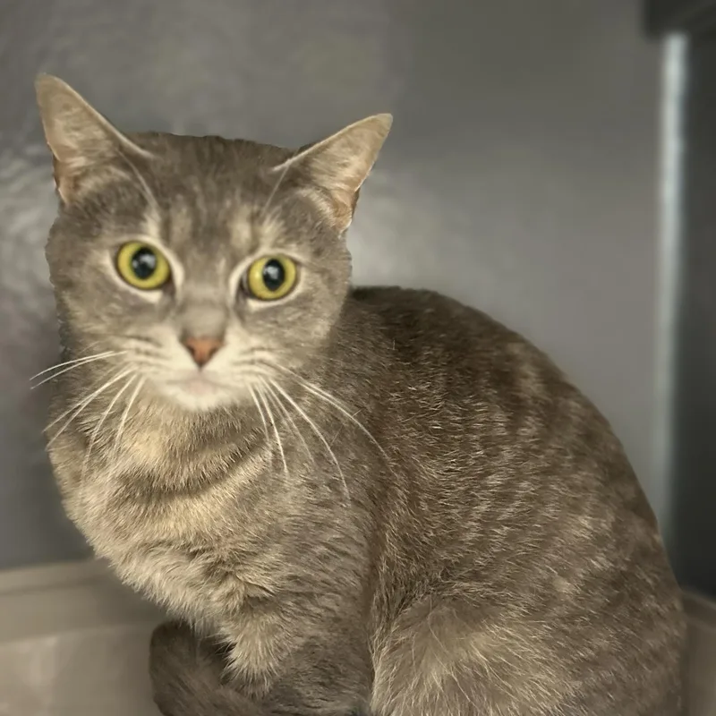 A baby small-sized female Dilute Tortoiseshell Domestic Short Hair cat named Velour for adoption in Columbus , OH