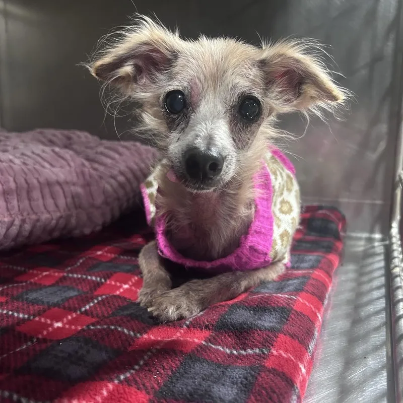 A senior small-sized female Mixed Breed dog named Mama Coco for adoption in Davenport, IA