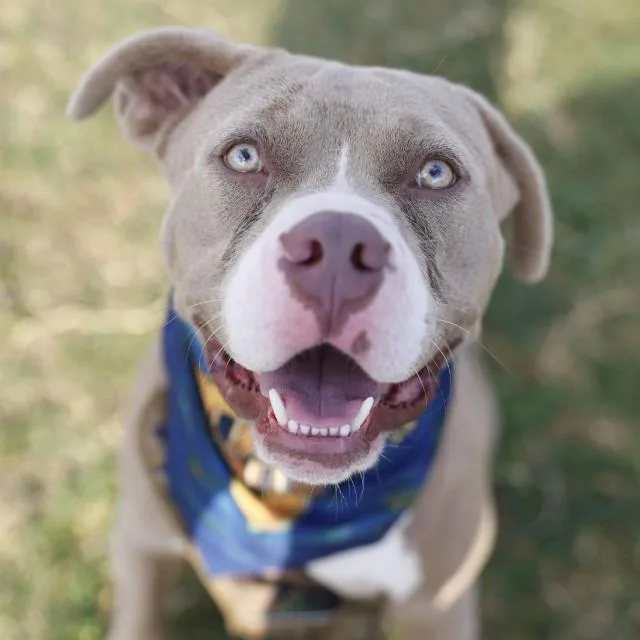 An adult large-sized male American Staffordshire Terrier dog named Smokey for adoption in San Antonio, TX