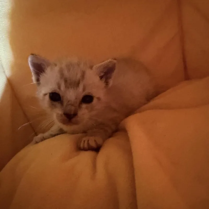 A baby small-sized female White Domestic Short Hair cat named Chanel for adoption in Pensacola, FL