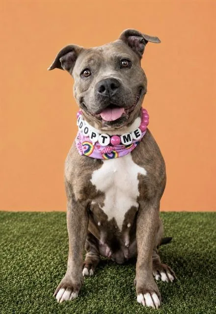 An adult large-sized female American Bulldog dog named Sandy for adoption in Miami, FL