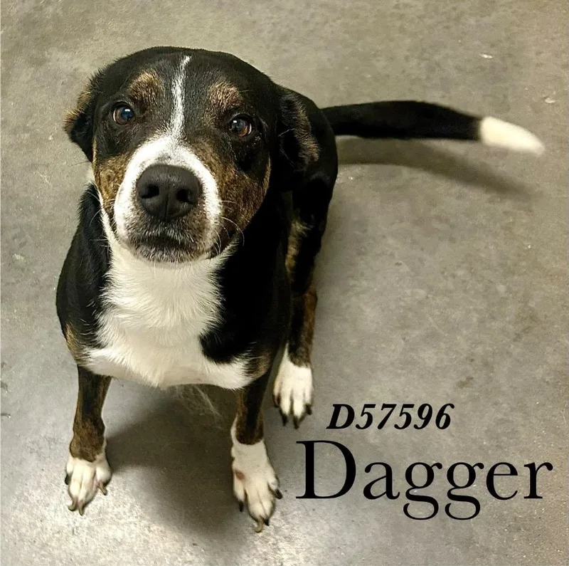 Dagger
