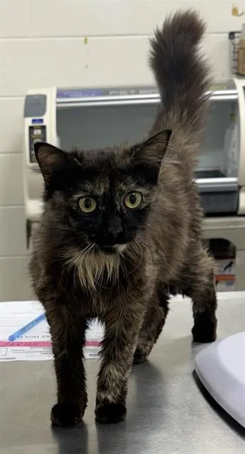 A young medium-sized female Domestic Long Hair cat named Spice for adoption in Upper Marlboro, MD