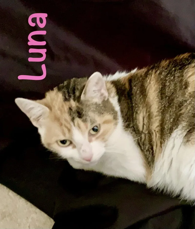 A young medium-sized female Domestic Short Hair cat named Luna for adoption in Reston, VA