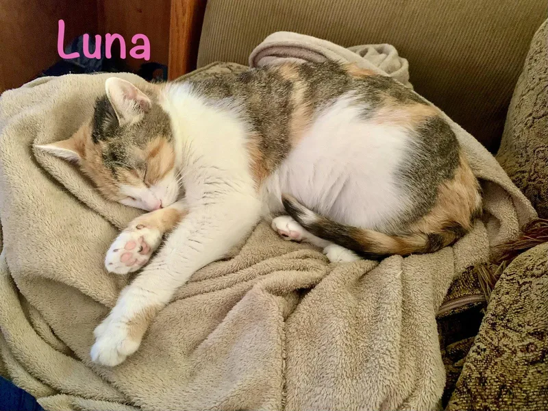 Luna thumbnail 2