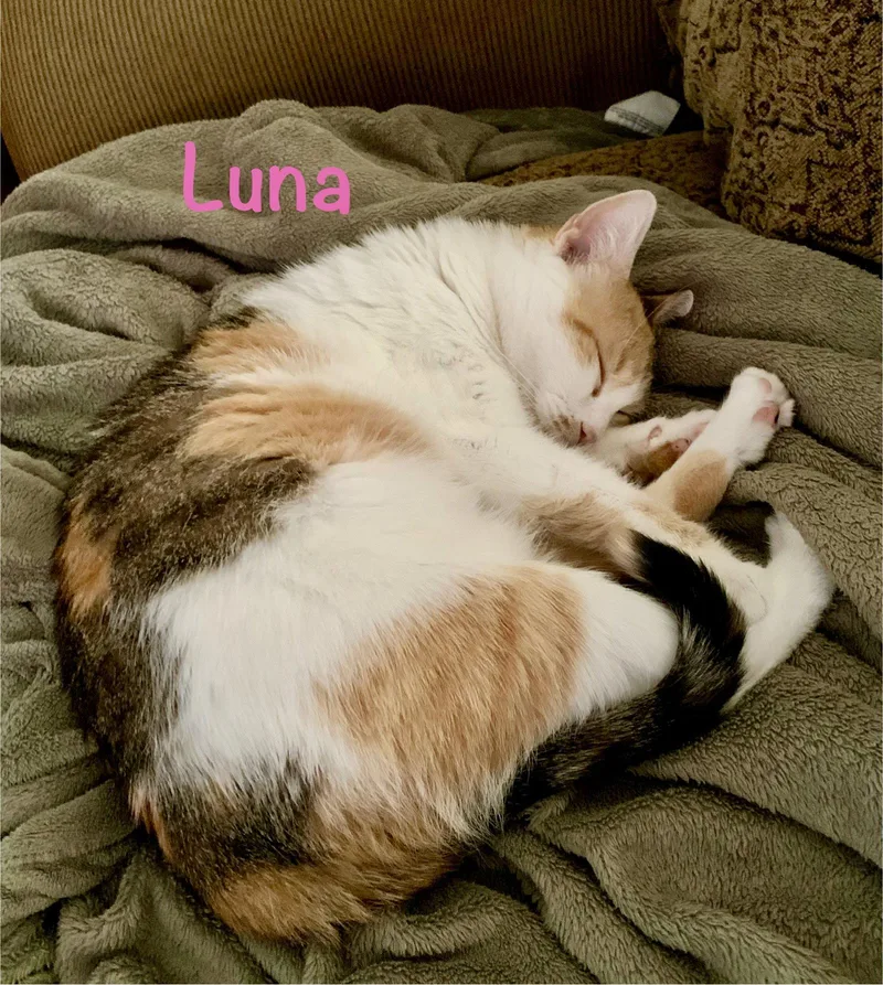Luna thumbnail 3
