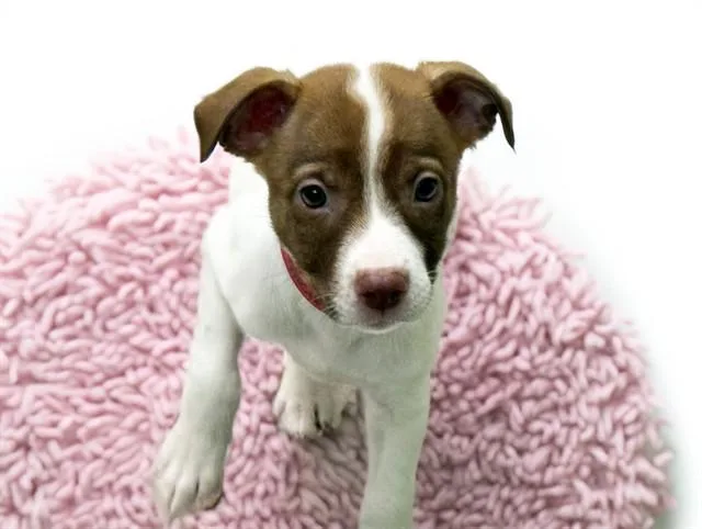 A baby medium-sized female Labrador Retriever dog named Calla for adoption in Fort Lauderdale, FL
