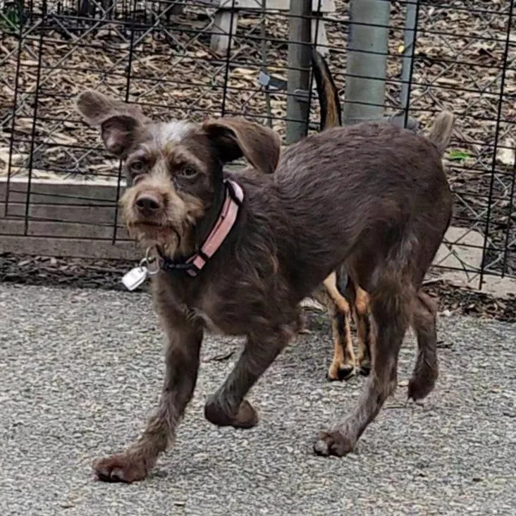 A young small-sized female Terrier dog named Millie for adoption in Ringwood, NJ