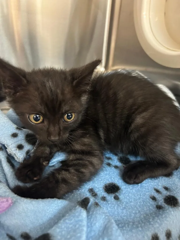 A baby medium-sized male Domestic Short Hair cat named Benny for adoption in Seven Points, TX