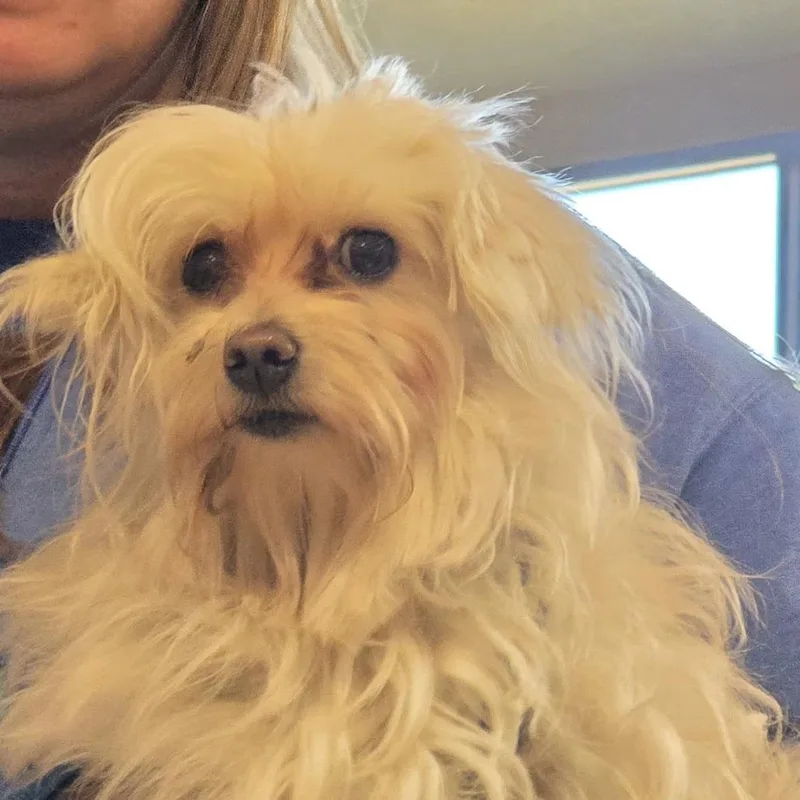 A senior small-sized female White / Cream Maltese dog named Chloe for adoption in Santa Barbara, CA