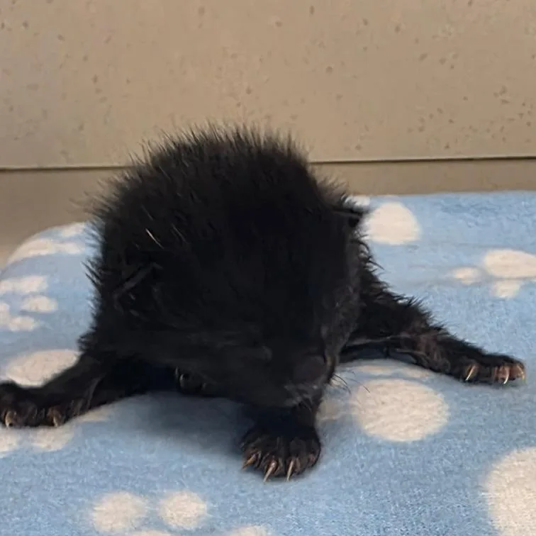 A baby small-sized male Black Domestic Short Hair cat named Osprey for adoption in Jacksonville, FL