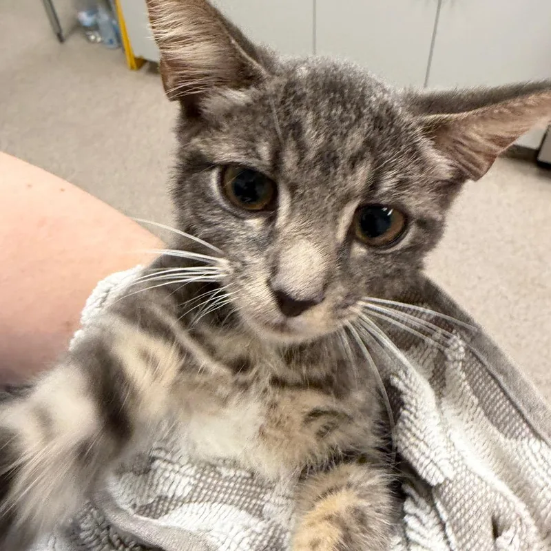 A baby small-sized female Domestic Short Hair cat named ShyShy for adoption in Sarasota, FL