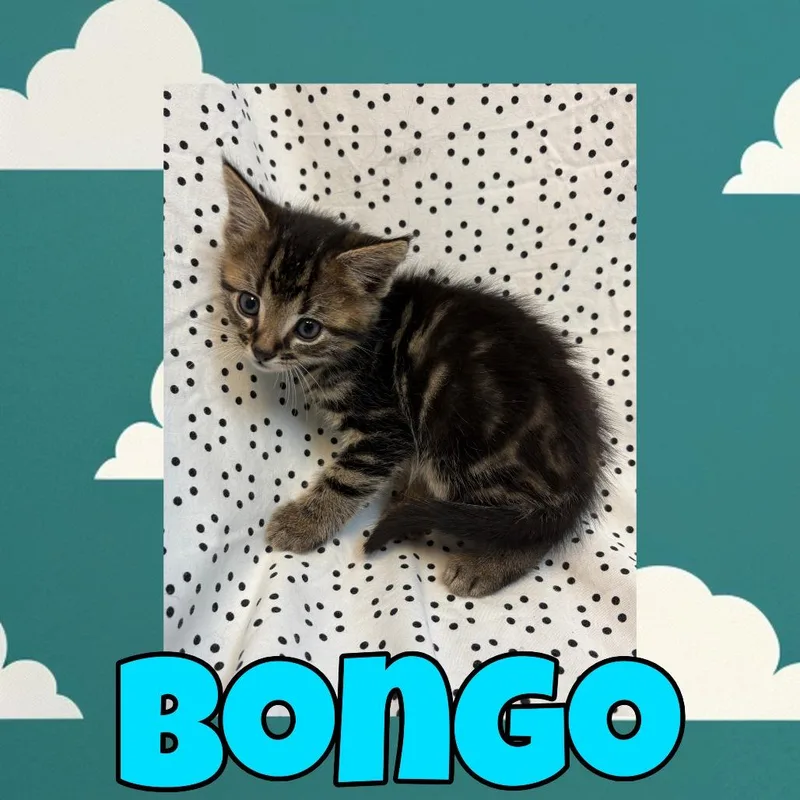 A baby medium-sized male Brown / Chocolate Domestic Medium Hair cat named Bongo for adoption in Royse City, TX