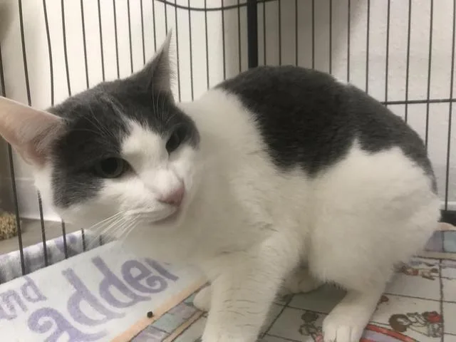 A senior small-sized male Domestic Short Hair cat named Dan for adoption in Thousand Oaks, CA
