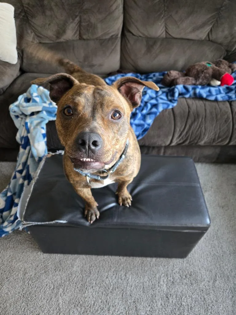 A young medium-sized male Pit Bull Terrier dog named Prince for adoption in Savage, MN
