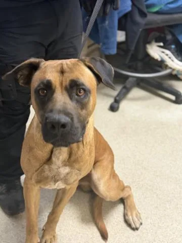 An adult large-sized male Mastiff dog named Tucker for adoption in Riverside, CA