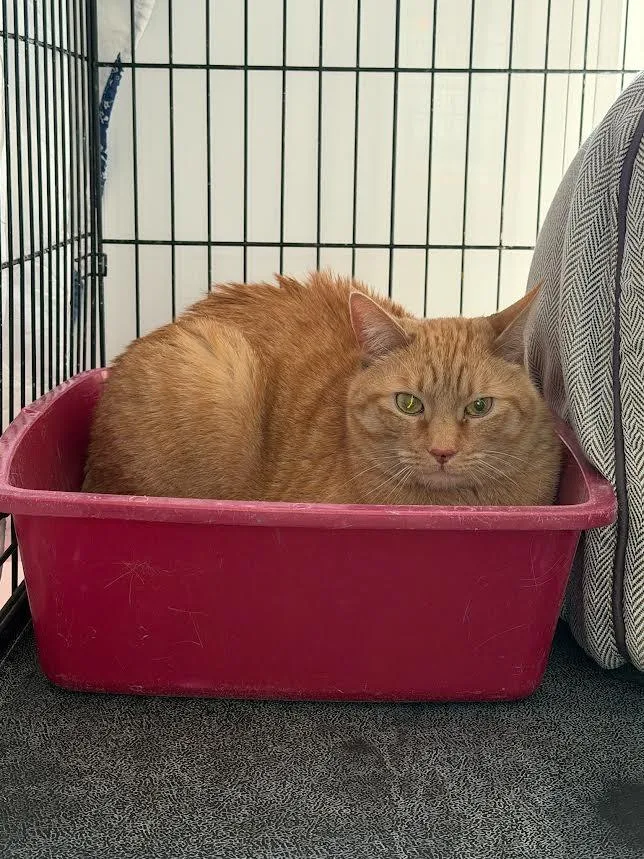 An adult large-sized male Domestic Short Hair cat named Sami for adoption in Glenfield, NY