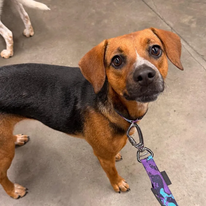 A young small-sized female Black Beagle dog named Cinnamon for adoption in Tampa, FL