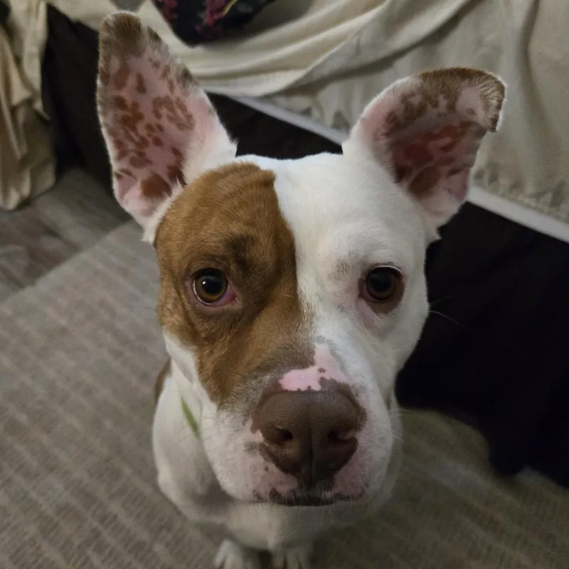 Butternut thumbnail 2