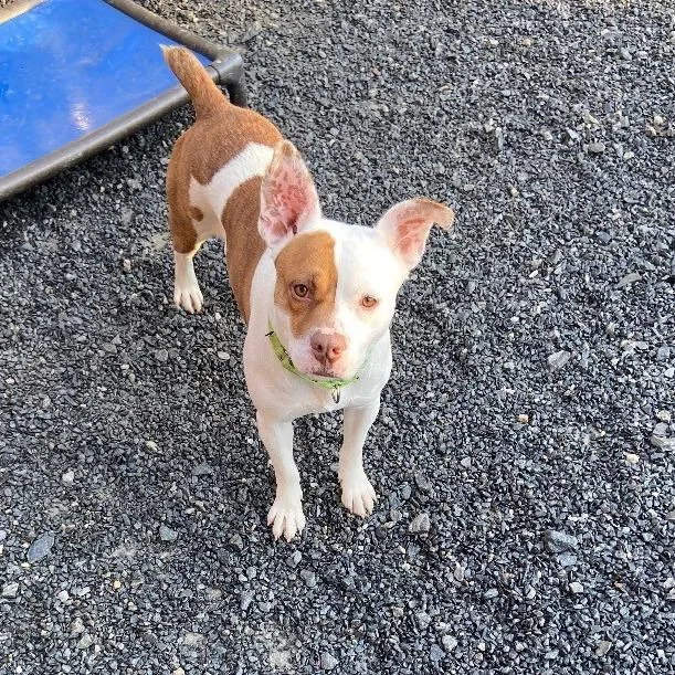 Butternut thumbnail 3