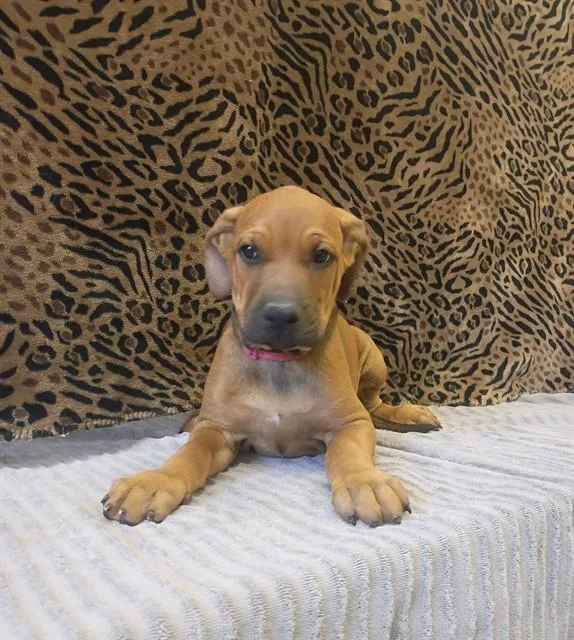 A baby small-sized female Redbone Coonhound dog named Peaches for adoption in Castaic, CA