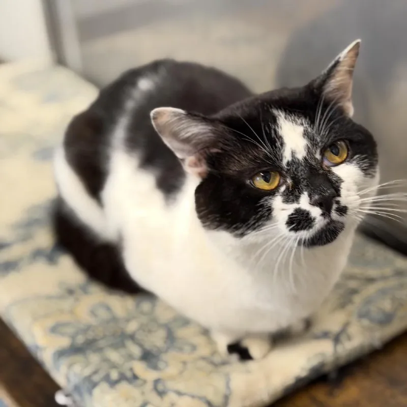 An adult medium-sized male Black Domestic Short Hair cat named Figaro for adoption in Brownsboro, AL