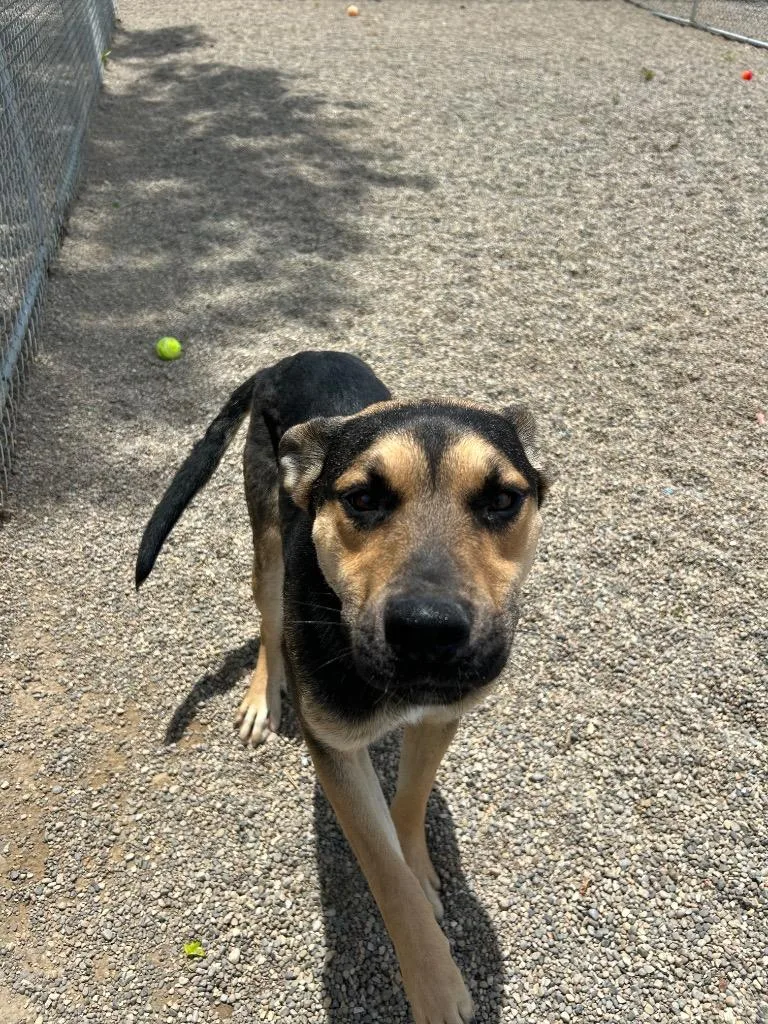 A young medium-sized male Shepherd dog named Rooster for adoption in Huntington, IN