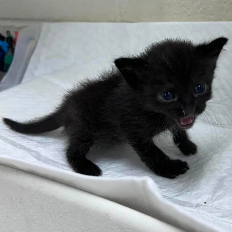 A baby small-sized male Black Domestic Short Hair cat named Riko for adoption in Bastrop, TX