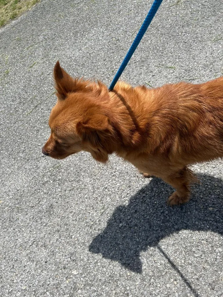 An adult medium-sized female Golden Retriever dog named Nalah for adoption in Chickamauga , GA