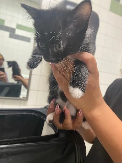 A baby medium-sized male Domestic Short Hair cat named Billy for adoption in Dallas, TX