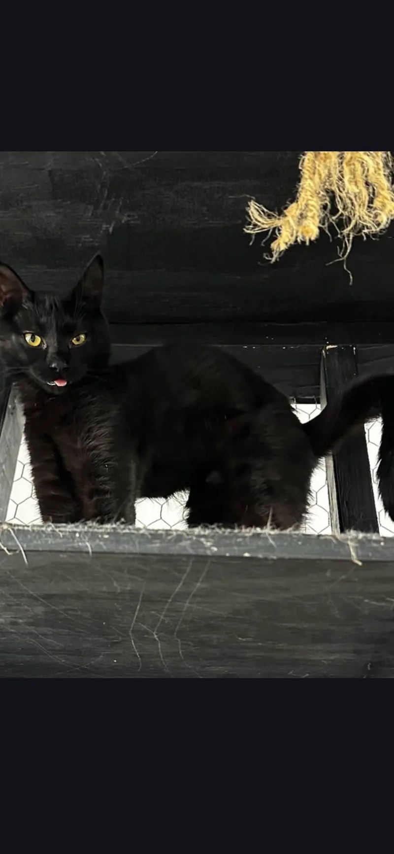 A baby medium-sized female Black Domestic Short Hair cat named Suki for adoption in Galloway, NJ