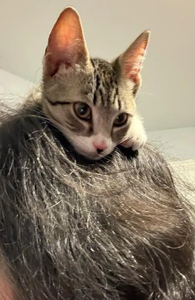 A baby medium-sized female Tabby (Brown / Chocolate) Domestic Short Hair cat named Betsy Ross for adoption in Mokena, IL