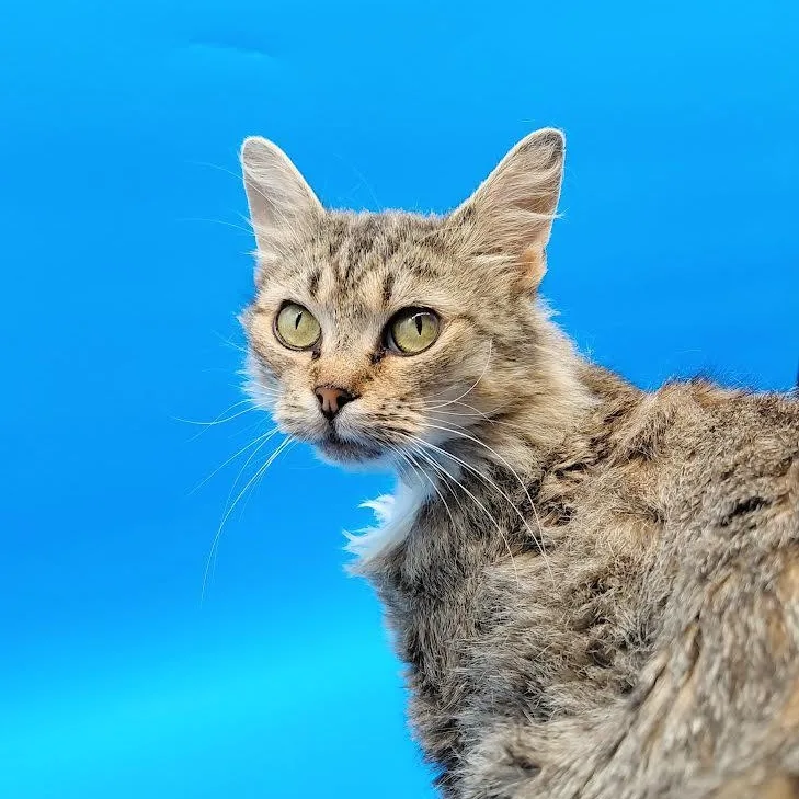 A young medium-sized female Domestic Long Hair cat named Chiquitita for adoption in Springfield, MO