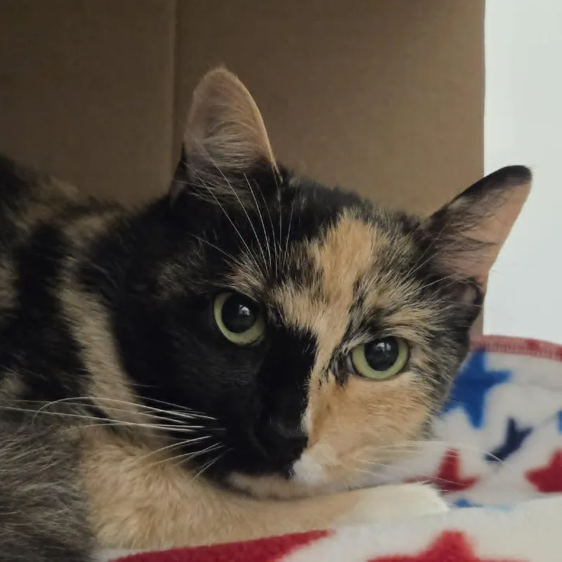 A young medium-sized female Black Domestic Short Hair cat named Jezzabel for adoption in Ballston Spa, NY