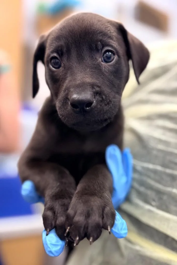 A baby small-sized male Labrador Retriever dog named Briggs for adoption in Hartsville, SC