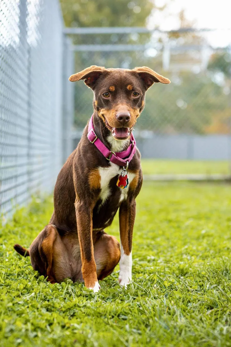 An adult medium-sized female Miniature Pinscher dog named Junie for adoption in Valparaiso, IN
