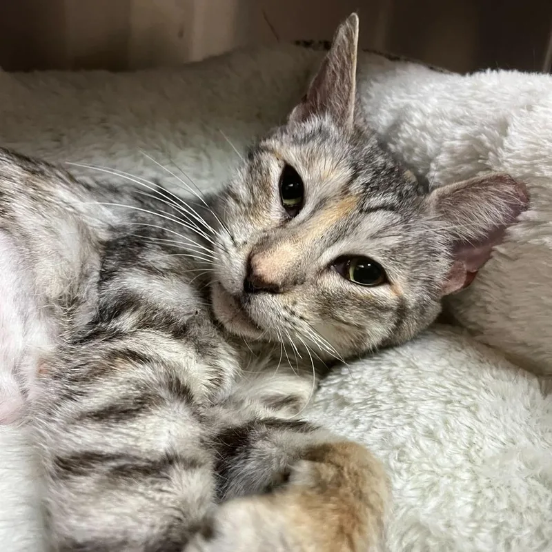 Squiggles thumbnail 2