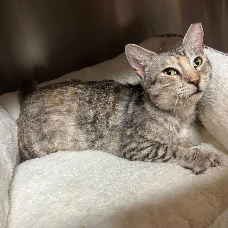 Squiggles thumbnail 3