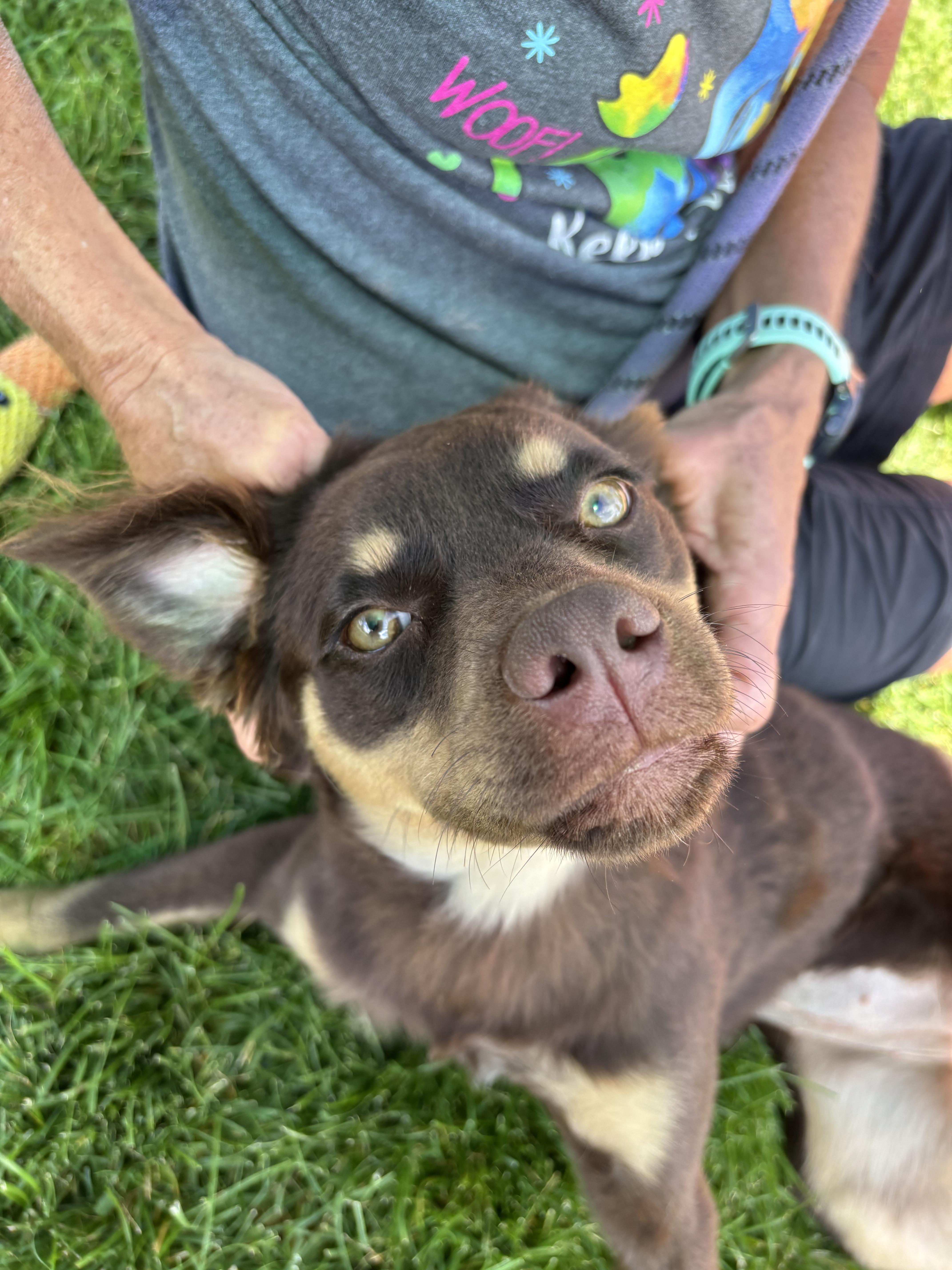 A young small-sized female Brown / Chocolate Australian Shepherd dog named Cerica for adoption in Montrose, CO