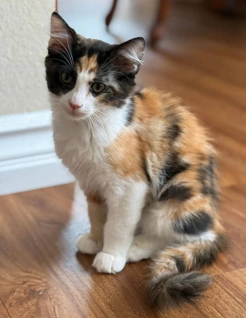A baby medium-sized female Domestic Short Hair cat named Jasmine for adoption in Seal Beach, CA