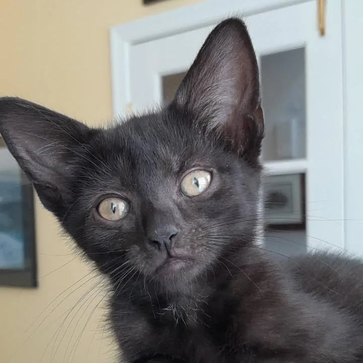 A baby small-sized male Black Domestic Short Hair cat named Spyder for adoption in Newport News, VA