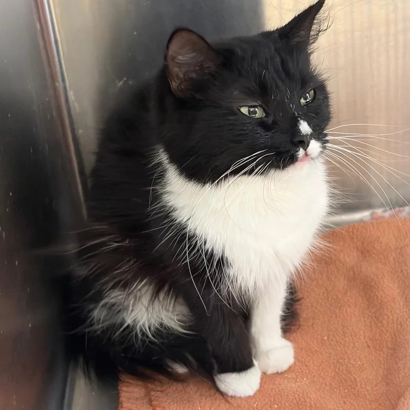 An adult medium-sized female Black Domestic Long Hair cat named Jett for adoption in Ashtabula, OH